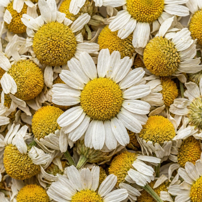 Kurutulmuş Papatya